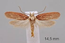 Attēlu rezultāti vaicājumam “Depressaria depressana”