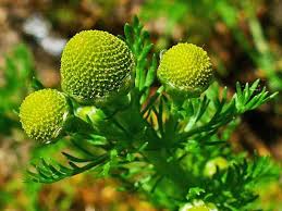 Attēlu rezultāti vaicājumam “Matricaria discoidea flower”
