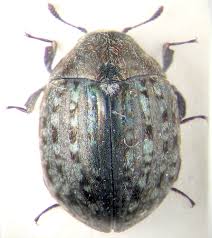 Attēlu rezultāti vaicājumam “Cytilus sericeus”