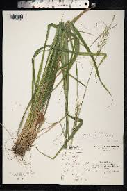 Attēlu rezultāti vaicājumam “Festuca altissima”