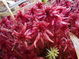 Attēlu rezultāti vaicājumam “Sphagnum warnstorfii”