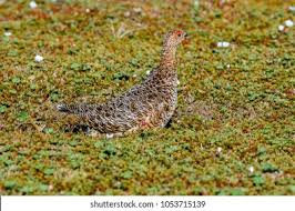 Attēlu rezultāti vaicājumam “Lagopus lagopus female”