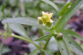 Attēlu rezultāti vaicājumam “Ranunculus sceleratus”