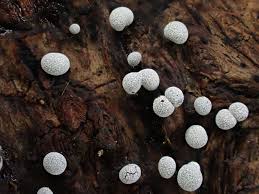 Attēlu rezultāti vaicājumam “Physarum leucophaeum stalked”