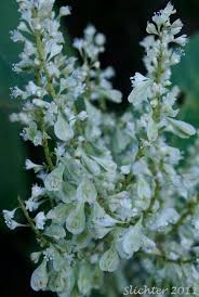 Attēlu rezultāti vaicājumam “Reynoutria sachalinensis flower”