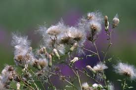 Attēlu rezultāti vaicājumam “Cirsium x rigens”