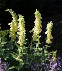 Image result for Digitalis grandiflora