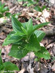 Attēlu rezultāti vaicājumam “Mercurialis perennis leaf”