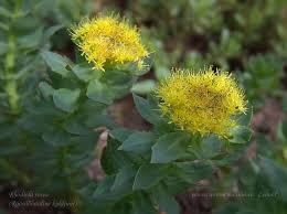 Attēlu rezultāti vaicājumam “Rhodiola rosea flower”