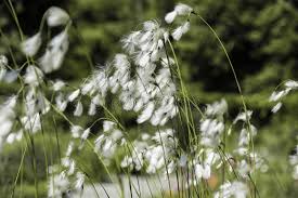 Attēlu rezultāti vaicājumam “Eleocharis quinqueflora”