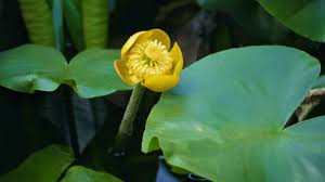 Attēlu rezultāti vaicājumam “Nuphar lutea flower”