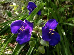 Attēlu rezultāti vaicājumam “Tradescantia virginiana”