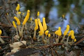 Attēlu rezultāti vaicājumam “Mitrula paludosa”