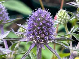 Image result for Eryngium `Blue Hobbit`