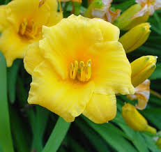 Attēlu rezultāti vaicājumam “Hemerocallis lilioasphodelus”