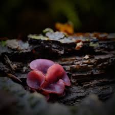 Attēlu rezultāti vaicājumam “Hygroamblystegium humile sporophyte”