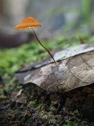 Attēlu rezultāti vaicājumam “Marasmius sp.”