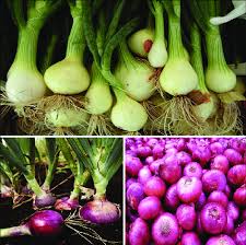 Attēlu rezultāti vaicājumam “Allium cepa”