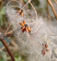 Attēlu rezultāti vaicājumam “Clematis fruit”