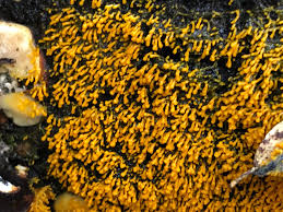 Attēlu rezultāti vaicājumam “Physarum luteolum young”