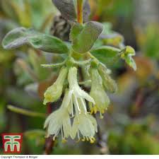Attēlu rezultāti vaicājumam “Lonicera caerulea var. pallasii flower”