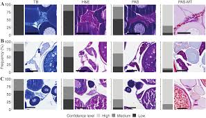 Image result for Myzopsetta ferruginea