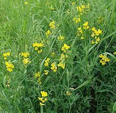 Attēlu rezultāti vaicājumam “Lathyrus pratensis”