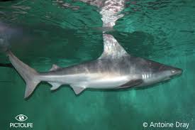 Image result for Carcharhinus plumbeus