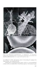 Attēlu rezultāti vaicājumam “Melanospora lagenaria”