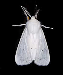 Attēlu rezultāti vaicājumam “Spilosoma lutea larva”