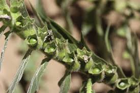 Attēlu rezultāti vaicājumam “Hyoscyamus niger”