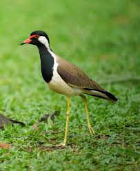 Attēlu rezultāti vaicājumam “Licea pygmaea macro”