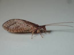 Attēlu rezultāti vaicājumam “Hemerobiidae”