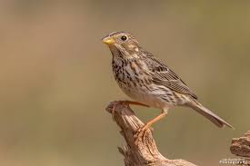 Image result for Emberiza calandra