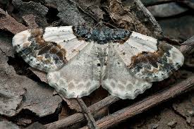 Attēlu rezultāti vaicājumam “Ligdia adustata”