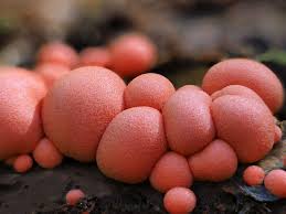 Attēlu rezultāti vaicājumam “Lycogala roseosporum macro”