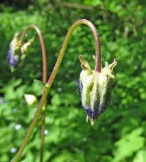 Attēlu rezultāti vaicājumam “Oenothera rubricauli”