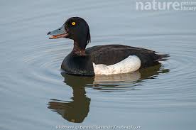 Attēlu rezultāti vaicājumam “Aythya fuligula male”