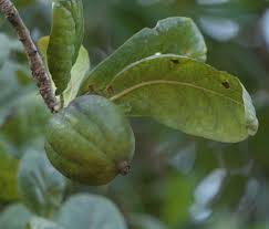 Attēlu rezultāti vaicājumam “Galium schultesii fruit”