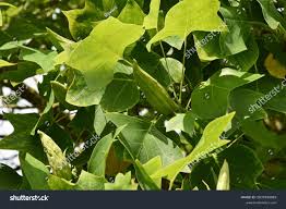 Attēlu rezultāti vaicājumam “Liriodendron tulipifera fruit”