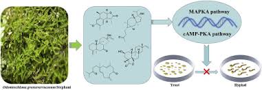 Attēlu rezultāti vaicājumam “Odontoschisma denudatum cells”