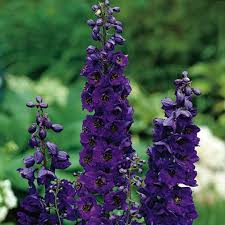 Image result for Rittersporn