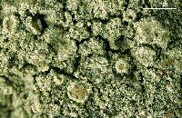 Attēlu rezultāti vaicājumam “Lecanora conizaeoides”