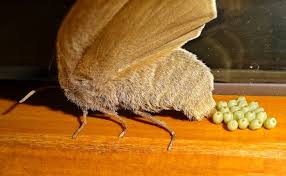 Attēlu rezultāti vaicājumam “Badhamia bethelii macro”