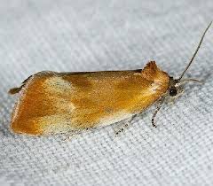 Attēlu rezultāti vaicājumam “Eulia ministrana”