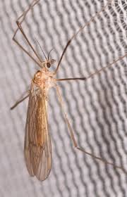 Attēlu rezultāti vaicājumam “Trichocera”