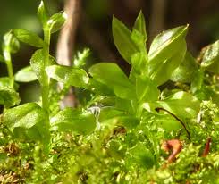 Attēlu rezultāti vaicājumam “Plagiomnium affine”