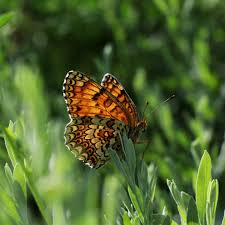 Attēlu rezultāti vaicājumam “Melitaea phoebe underside”