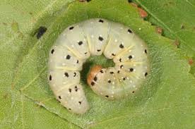 Attēlu rezultāti vaicājumam “Achlya flavicornis”