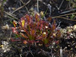 Attēlu rezultāti vaicājumam “Drosera x obovata”